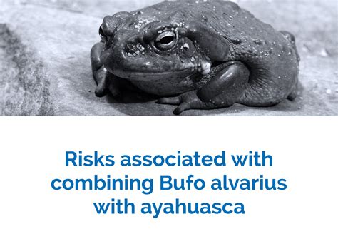 57K subscribers in the <b>Ayahuasca</b> community. . Bufo alvarius vs ayahuasca
